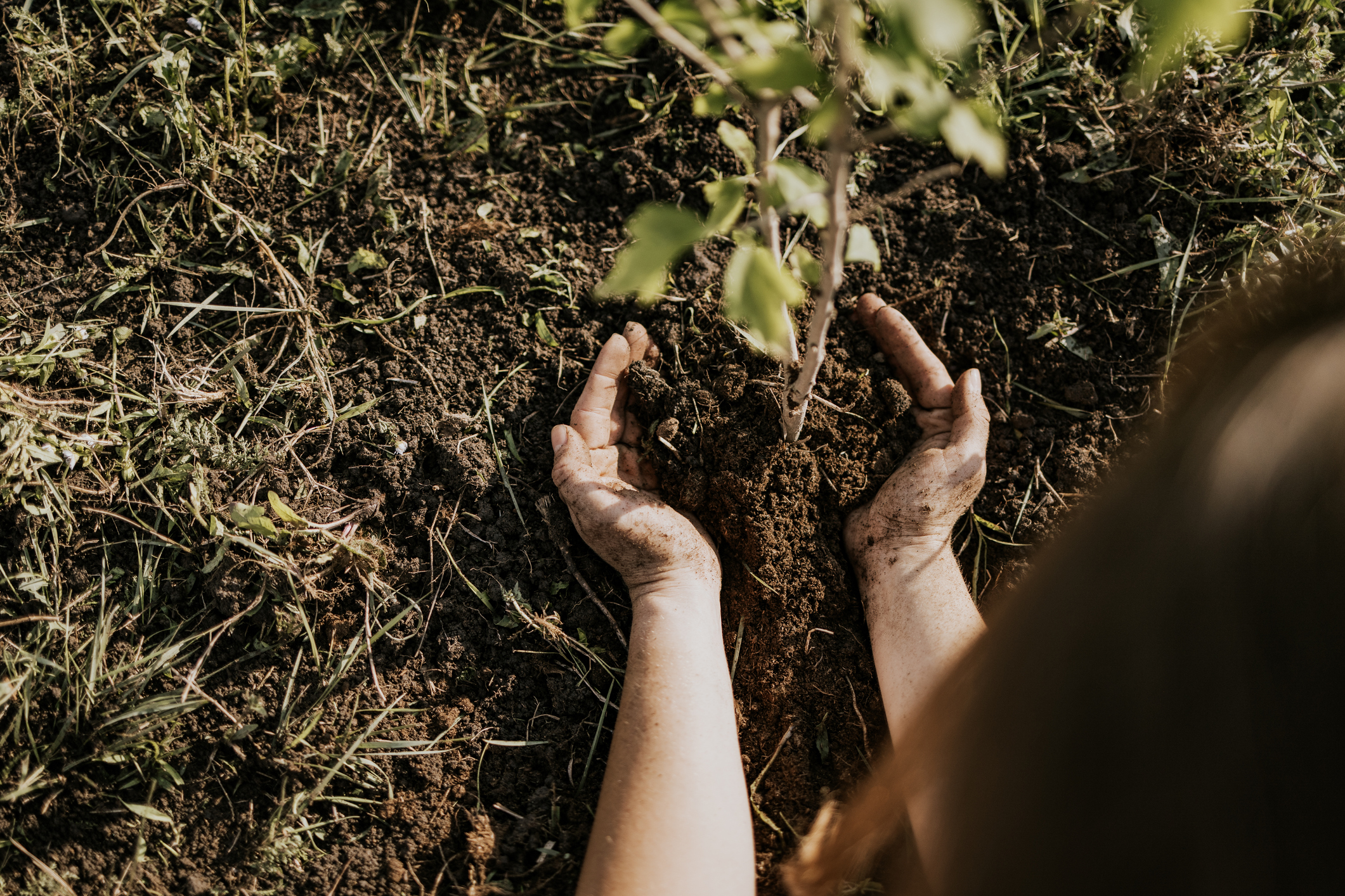 Reforestation contribution awarded's featured image.